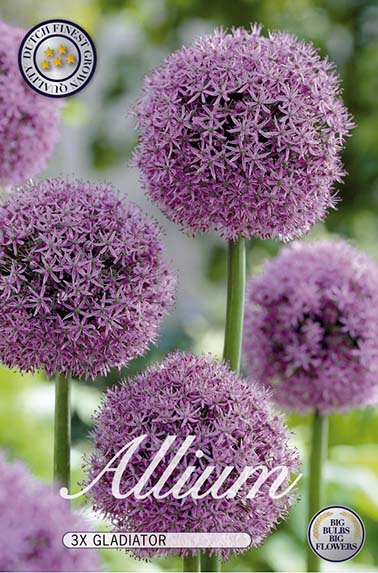 Allium Gladiator 3-pakning